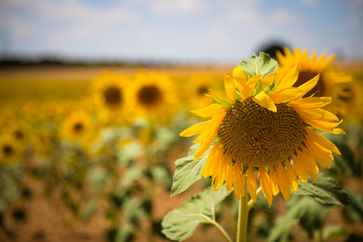3-piece-acrylic-print-a-sunflower-in-the-field