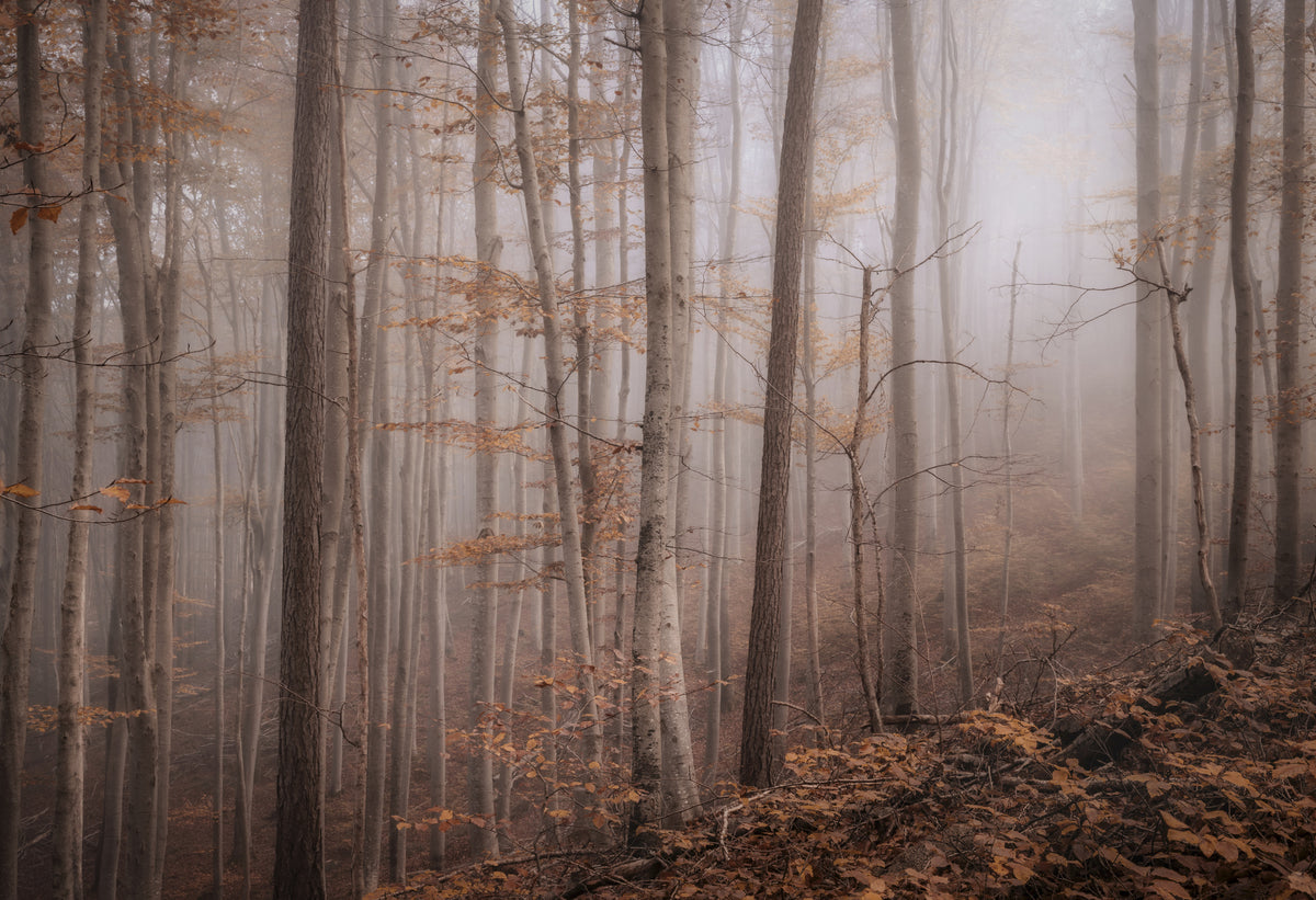 3-piece-aluminium-print-fall-forest