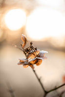 canvas-print-hydrangea-4