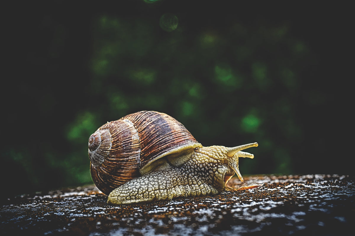 framedcanvas-print-snail-xxl