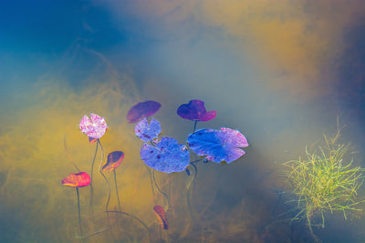 poster-print-water-life