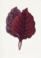poster-print-pink-amarantus-leaf-illustration