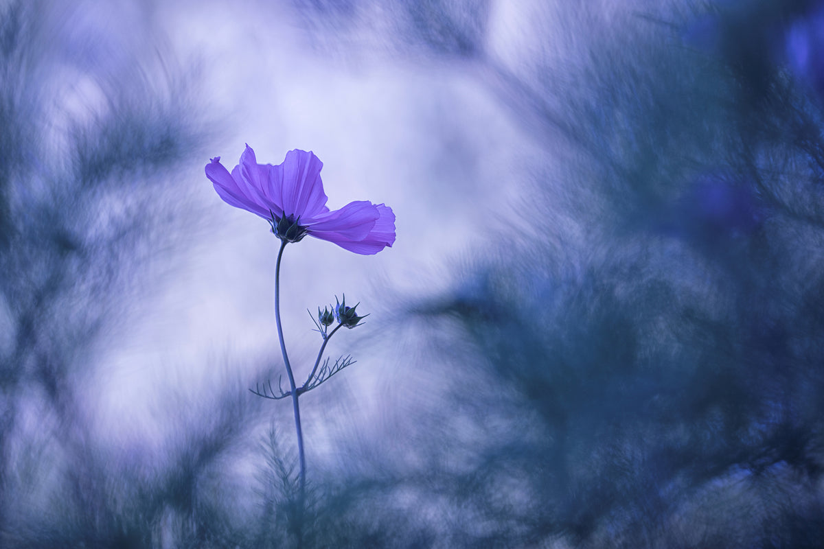 framedposter-print-blue-dream-x