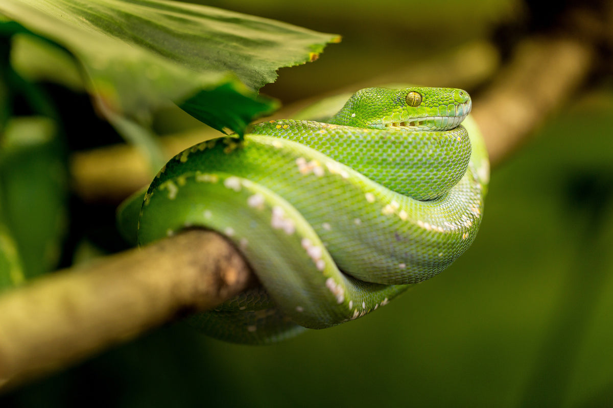 canvas-print-green-snake