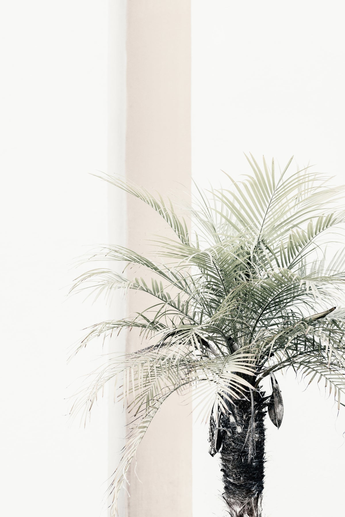 framedcanvas-print-palm-tree