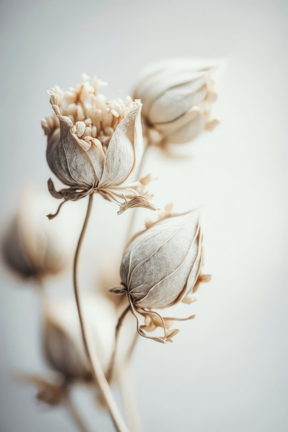 acrylic-print-delicate-blossoms