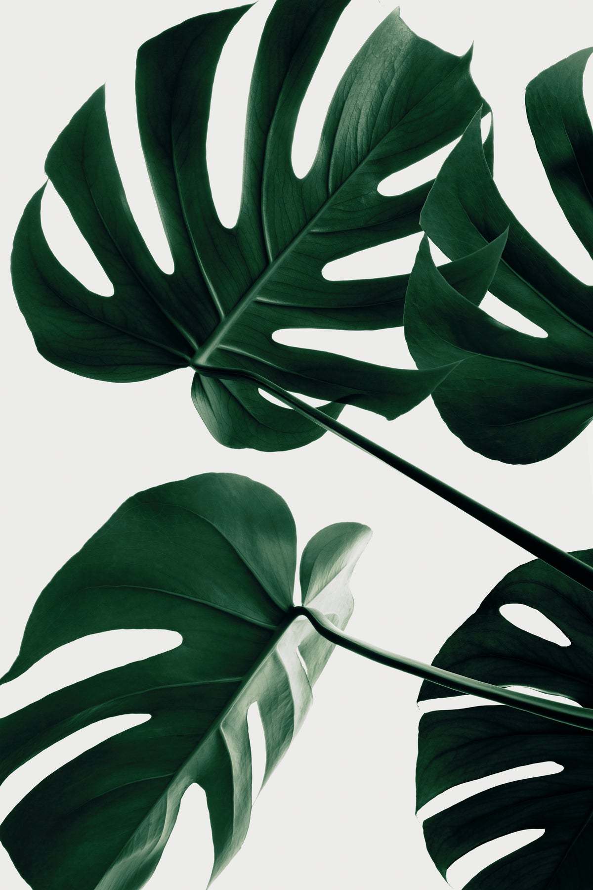 framedposter-print-monstera-natural-43
