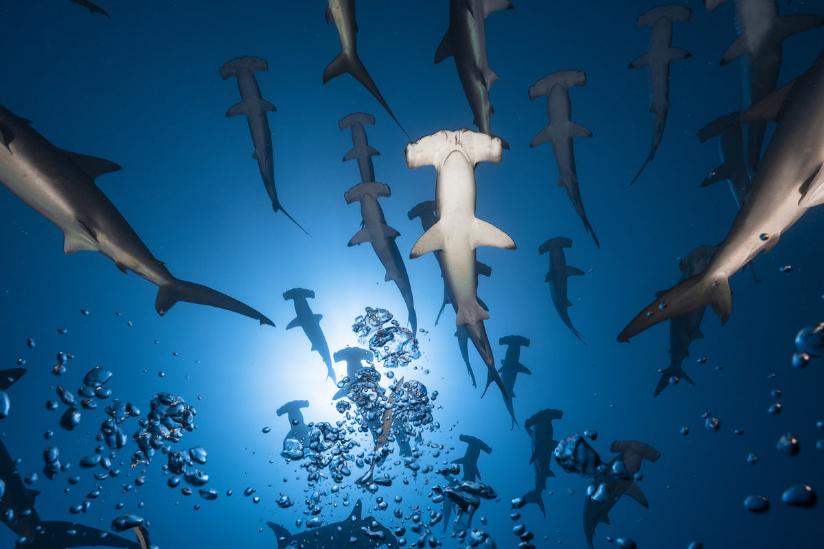 aluminium-print-hammerhead-shark