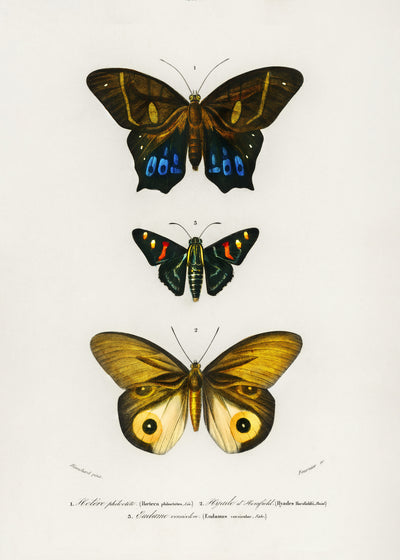 poster-print-various-butterflies-iii