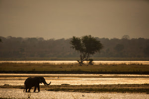 framedcanvas-print-elephant-alone-in-the-steppe