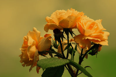 poster-print-the-roses-in-nature