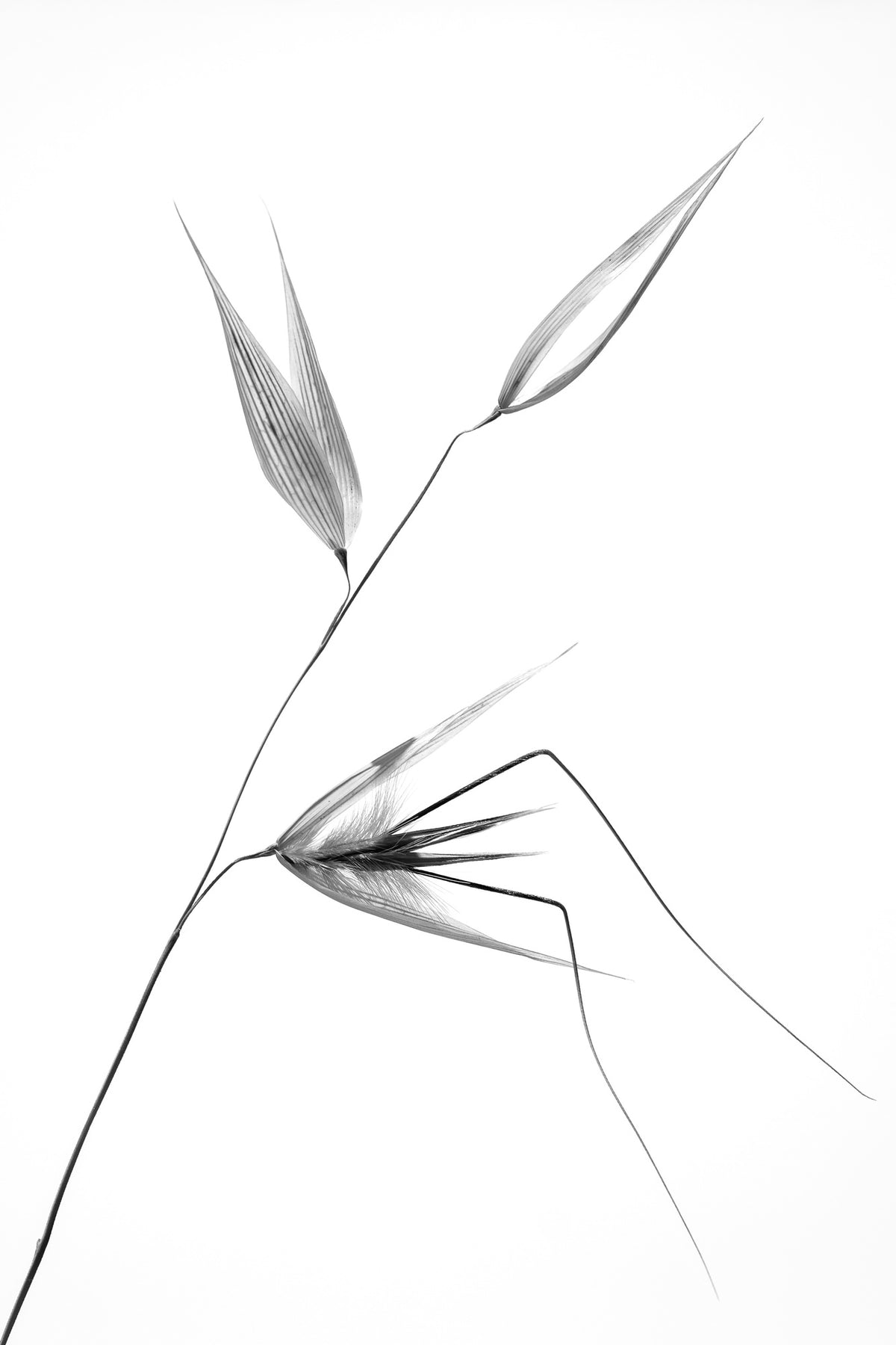 poster-print-beauty-of-a-weed