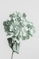 framedposter-print-green-dried-flower