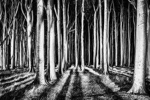 modern-3-piece-aluminium-print-ghost-forest