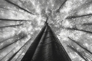 3-piece-canvas-print-reaching-the-sky