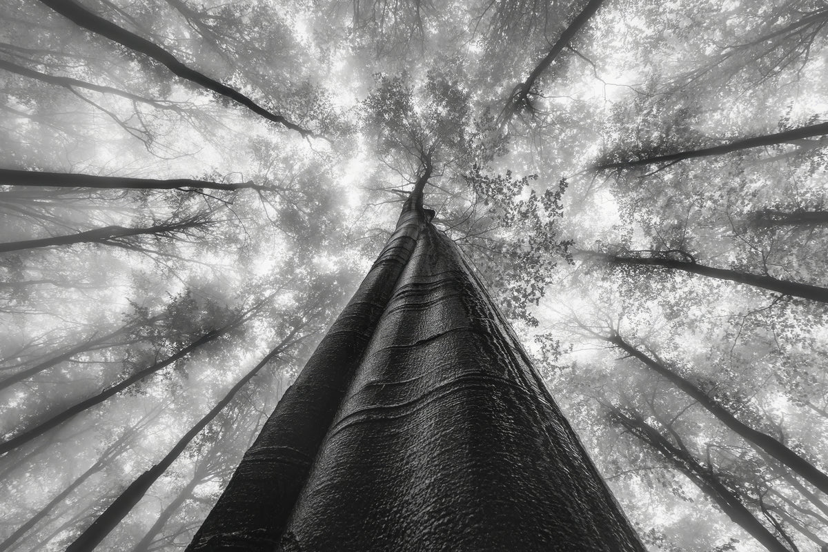 3-piece-canvas-print-reaching-the-sky