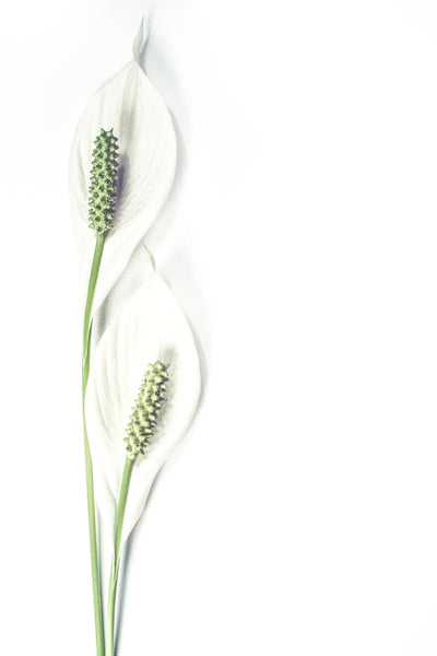 poster-print-lily-seed-pods