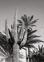 canvas-print-cactus-bw-las-vegas