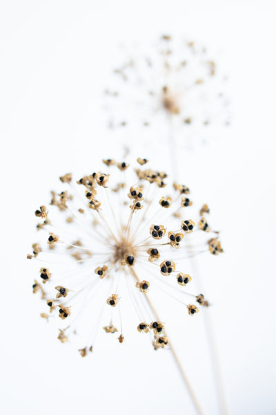 poster-print-dried-flower-2-natural