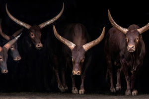 acrylic-print-watusi-family-x