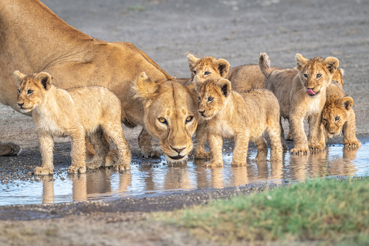 canvas-print-wariness-at-the-water-hole-x