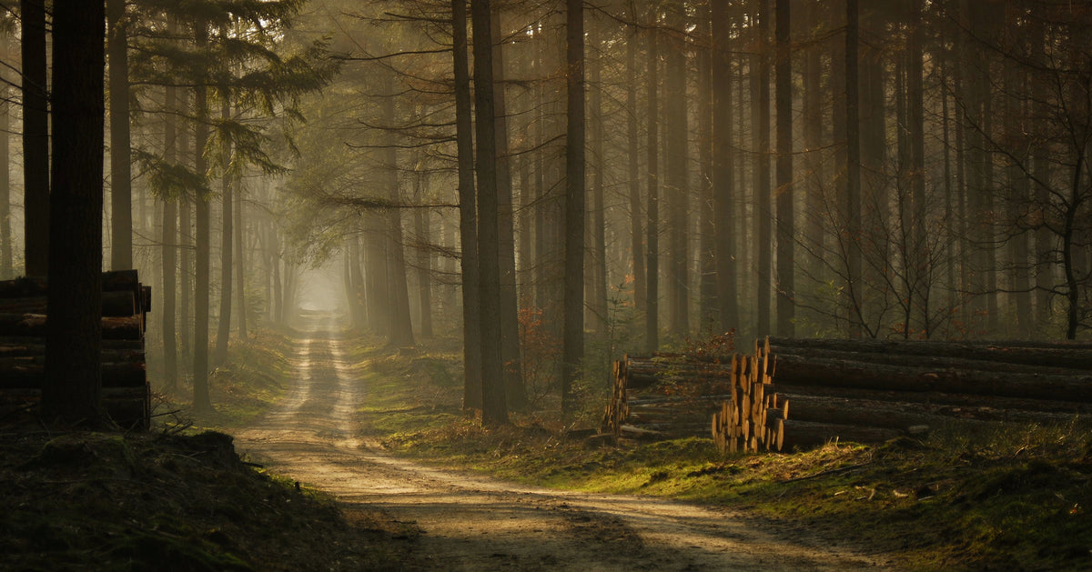 poster-print-a-forest-walk