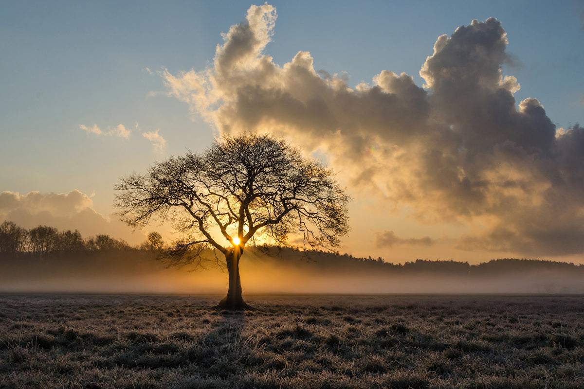 modern-3-piece-canvas-print-a-lonely-tree