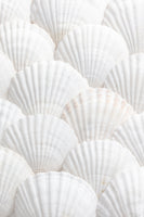 acrylic-print-shells-3