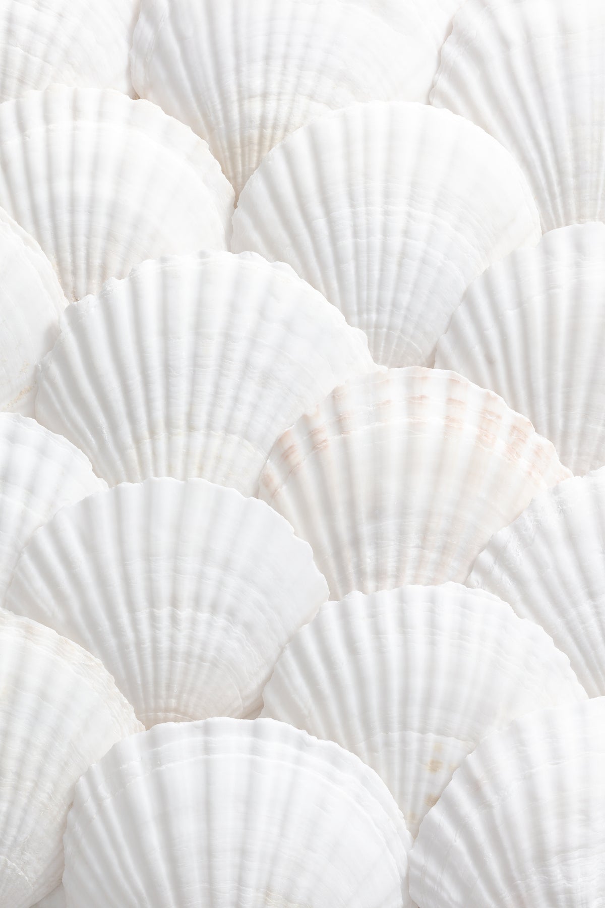 acrylic-print-shells-3
