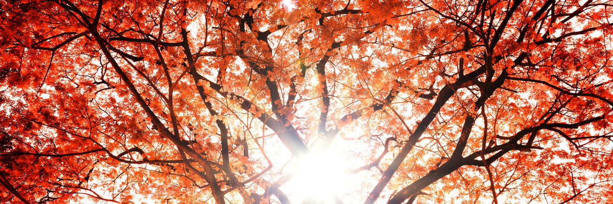 panoramic-3-piece-aluminium-print-light-of-autumn-panorama