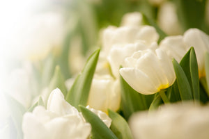 3-piece-canvas-print-tulips-perspective