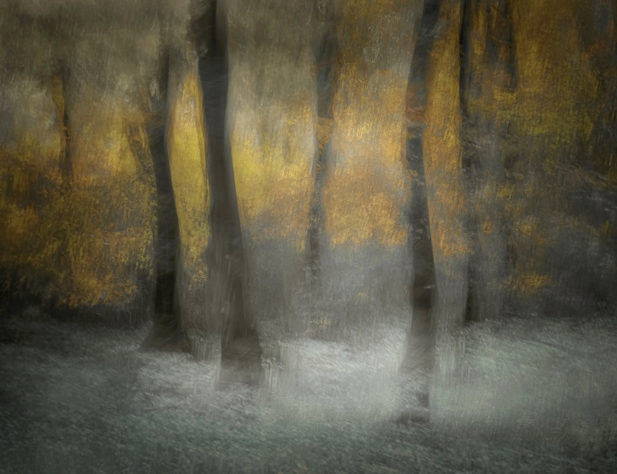 framedposter-print-dancing-trees