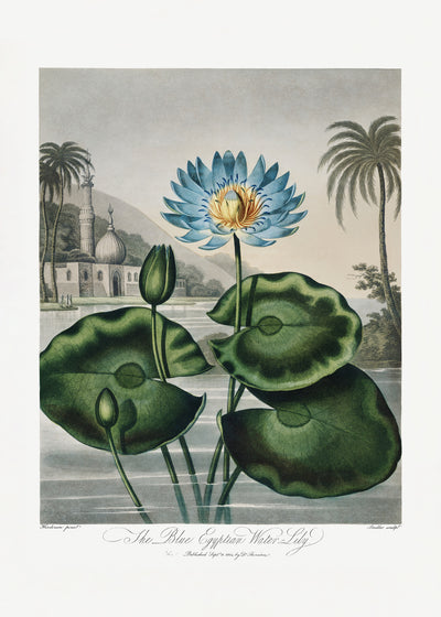 poster-print-the-blue-egyptian-water-lily-from-the-temple-of-flora-1807