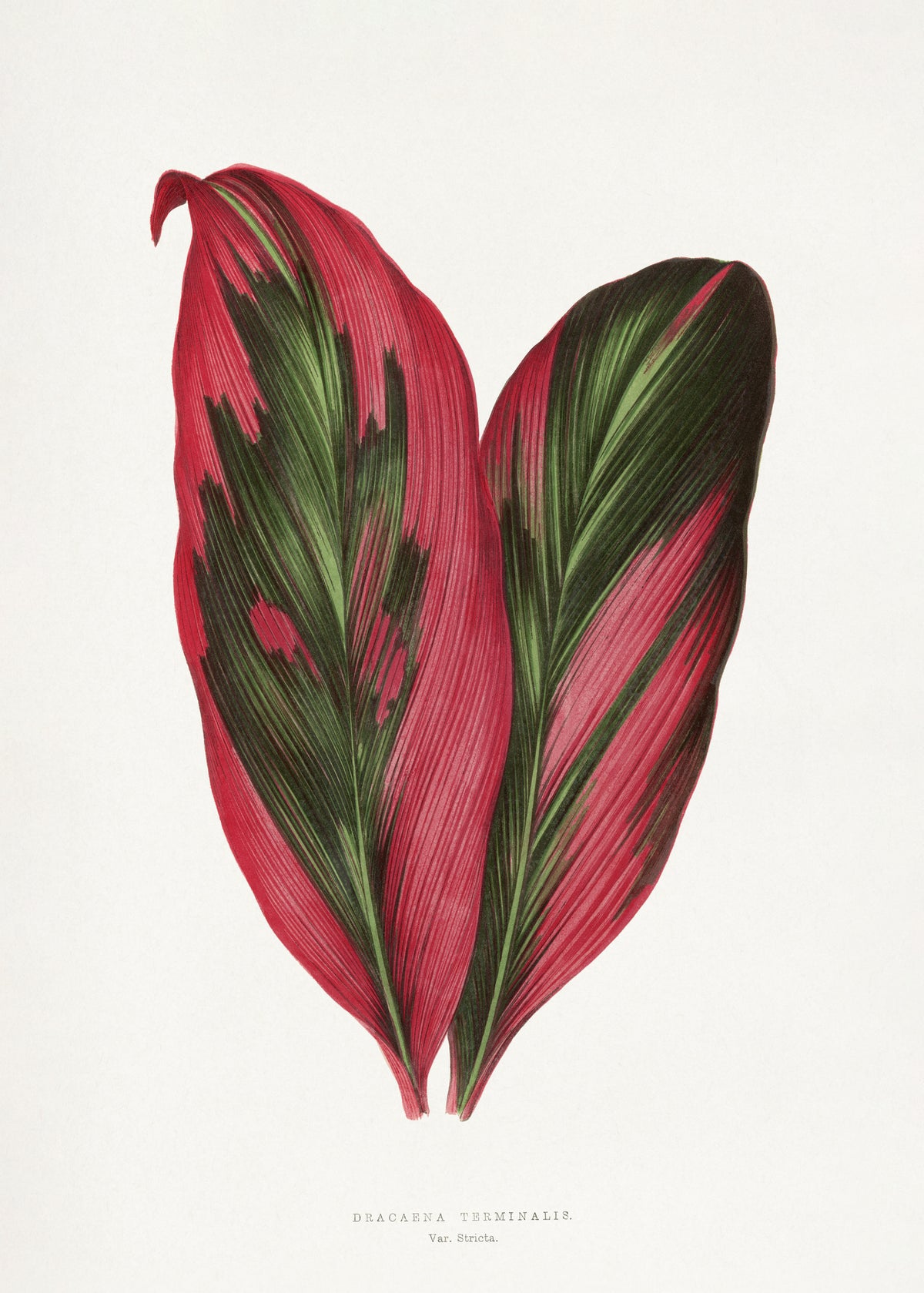 acrylic-print-old-fashioned-botanical-beauty