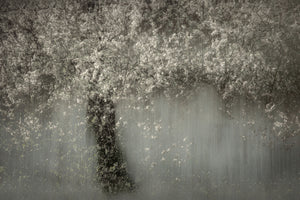 framedcanvas-print-white-blossom