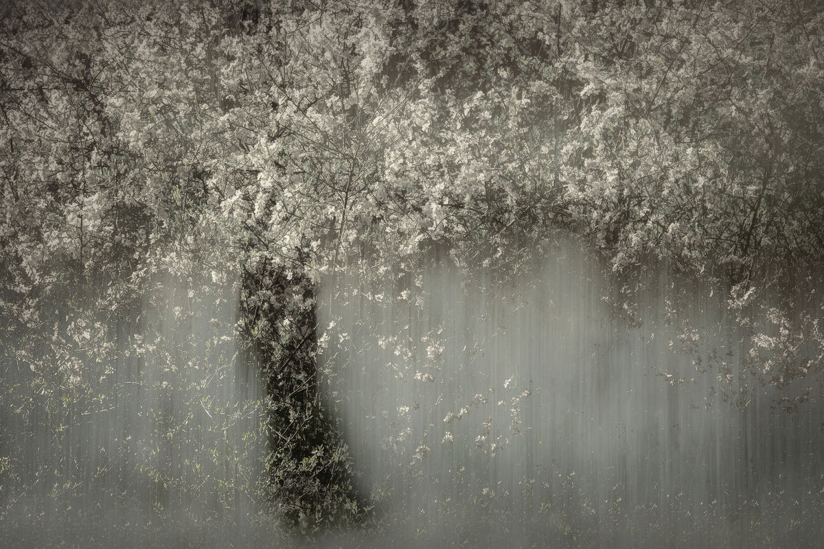 framedcanvas-print-white-blossom