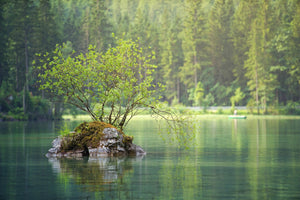 framedposter-print-the-pond-in-the-forest