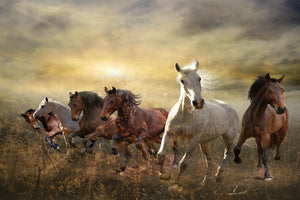 aluminium-print-wild-wild-horses