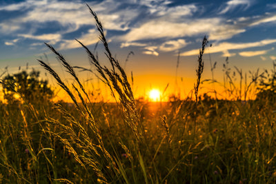 poster-print-the-sunset-on-the-field