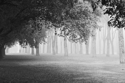 poster-print-morning-fog-xyy