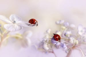 acrylic-print-small-friends-x