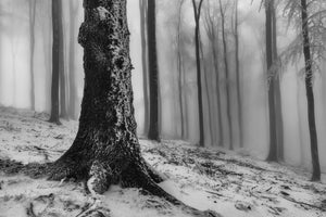 3-piece-canvas-print-forest-4