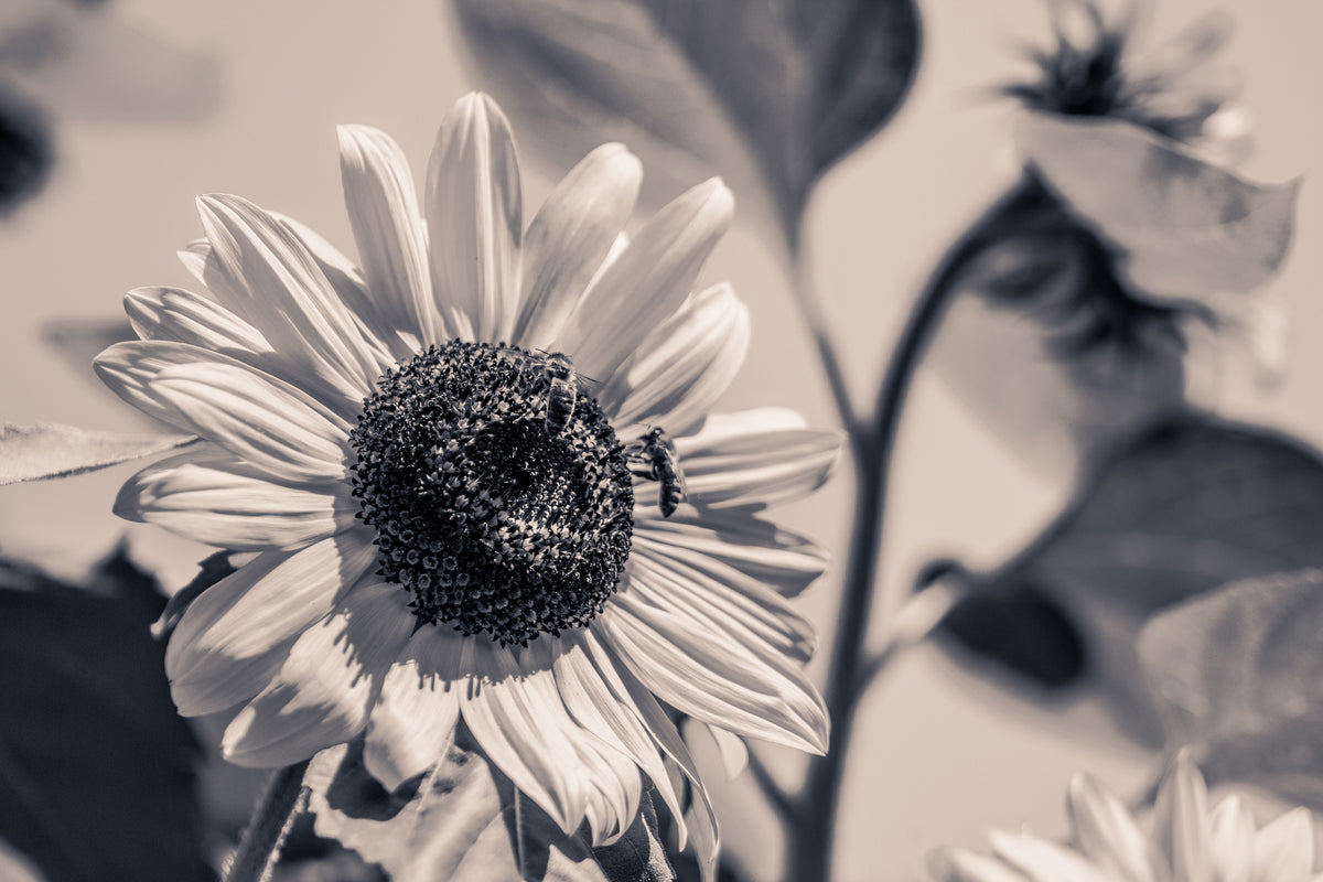 3-piece-canvas-print-bees-on-the-sunflower-sw