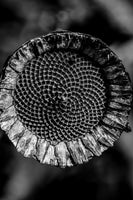 acrylic-print-living-geometry