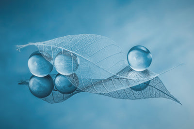 poster-print-dry-leaf-and-bubbles-x
