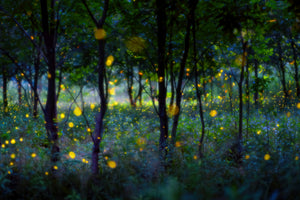 framedcanvas-print-magic-fireflies-x