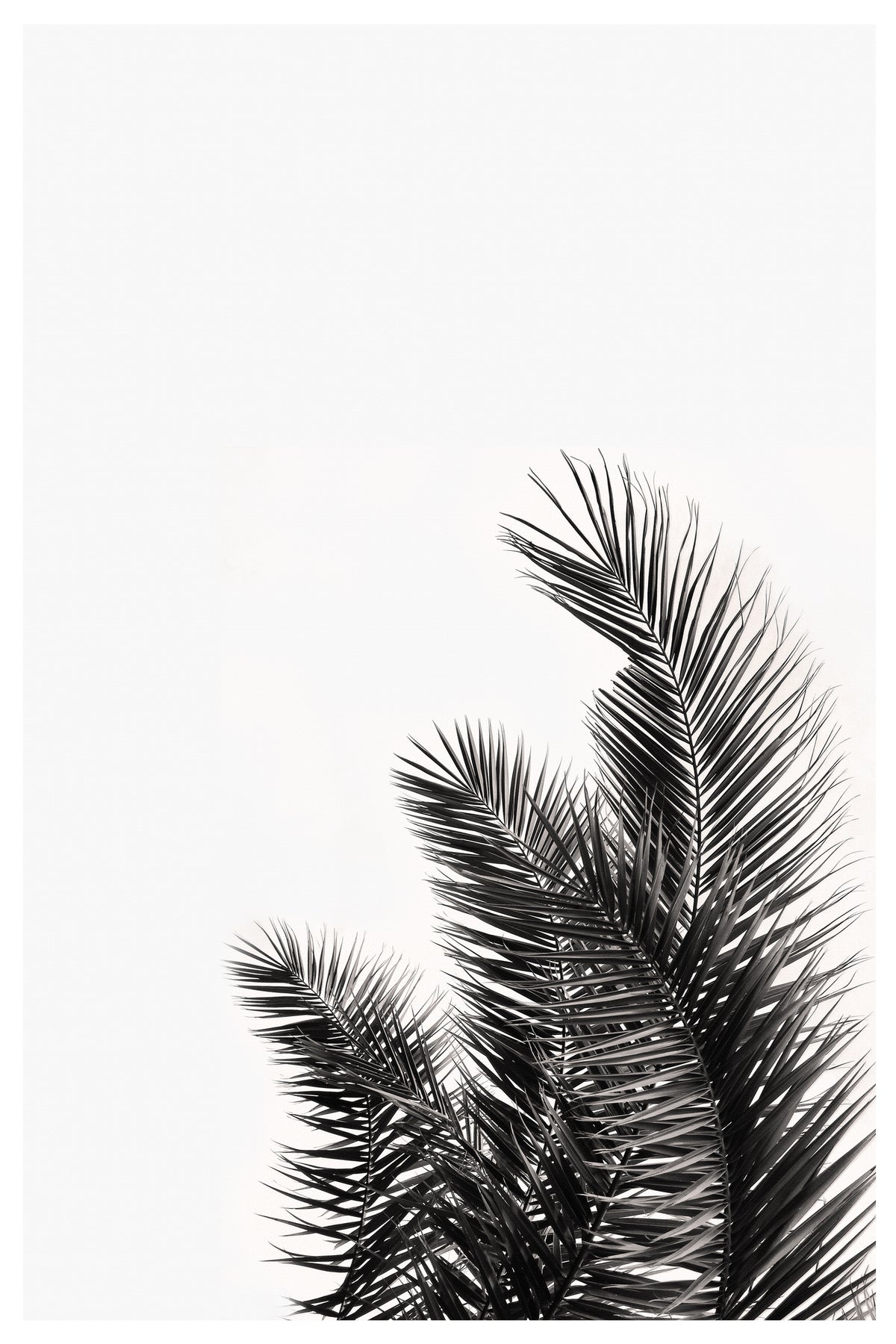 canvas-print-palm-whisper