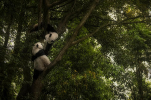 framedcanvas-print-panda-x