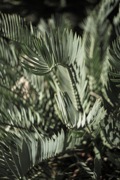 poster-print-fronds-of-light
