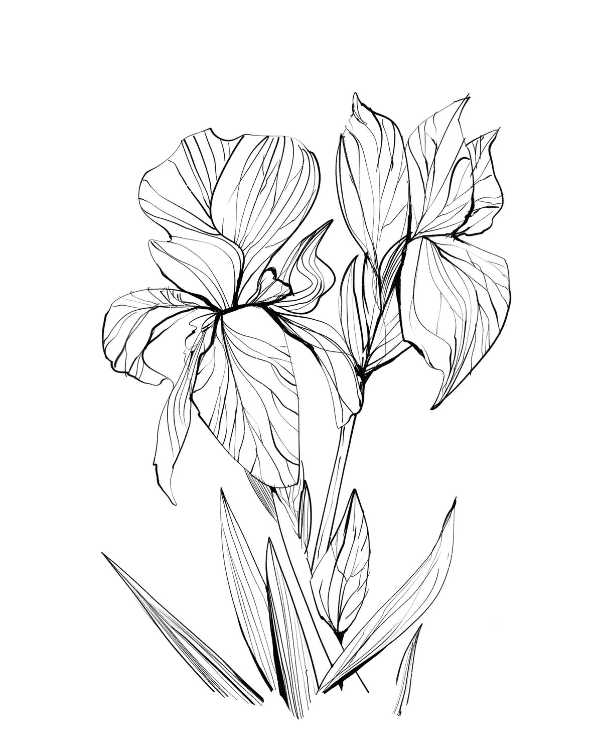 framedposter-print-irises